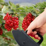 5e7ba8e7cc307e1dda32abf12031b99b