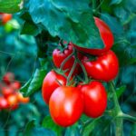 357a7e27a00ed5dec50040d50d9dc22f