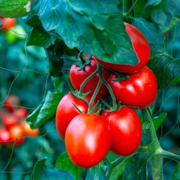 357a7e27a00ed5dec50040d50d9dc22f