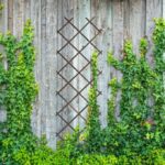 d68577b9d997565c57a5fbe8779101a8