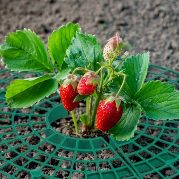 d1fceb62d6589617cd66018deb72aaaf