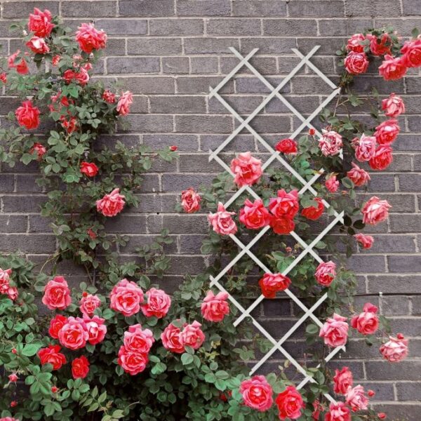 8ac65fc39d2b35d5d240c64f9bb1e4d7